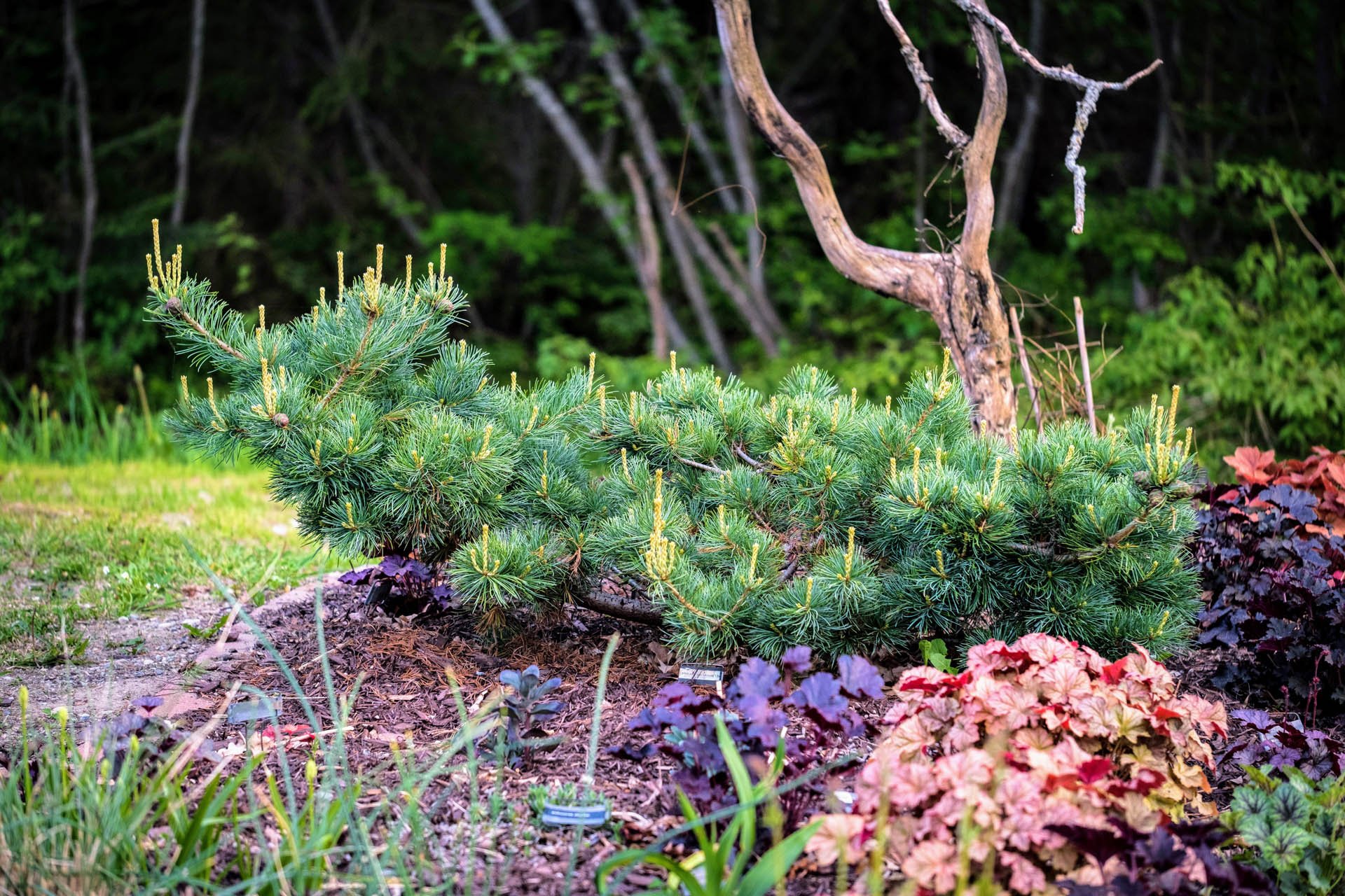 Pinus parviflora Fukai. Сосна мелкоцветковая "Fuku-zu-mi". Pinus parviflora Debbie. Сосна мелкоцветковая.