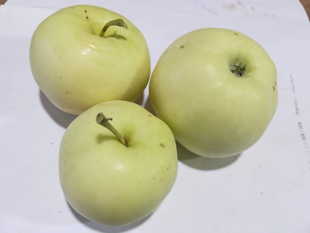 Фото сортов яблони (ранетки)