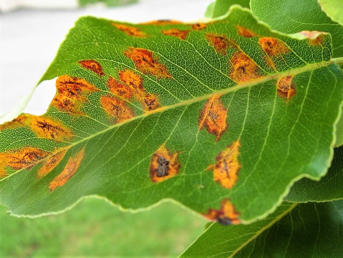 Ржавчина , пятнистость, мучнистая роса. Ржавчина яблони Gymnosporangium tremelloides Hartig. Мозаичная пятнистость на листьях яблони. Ржавые пятна на листьях яблони.