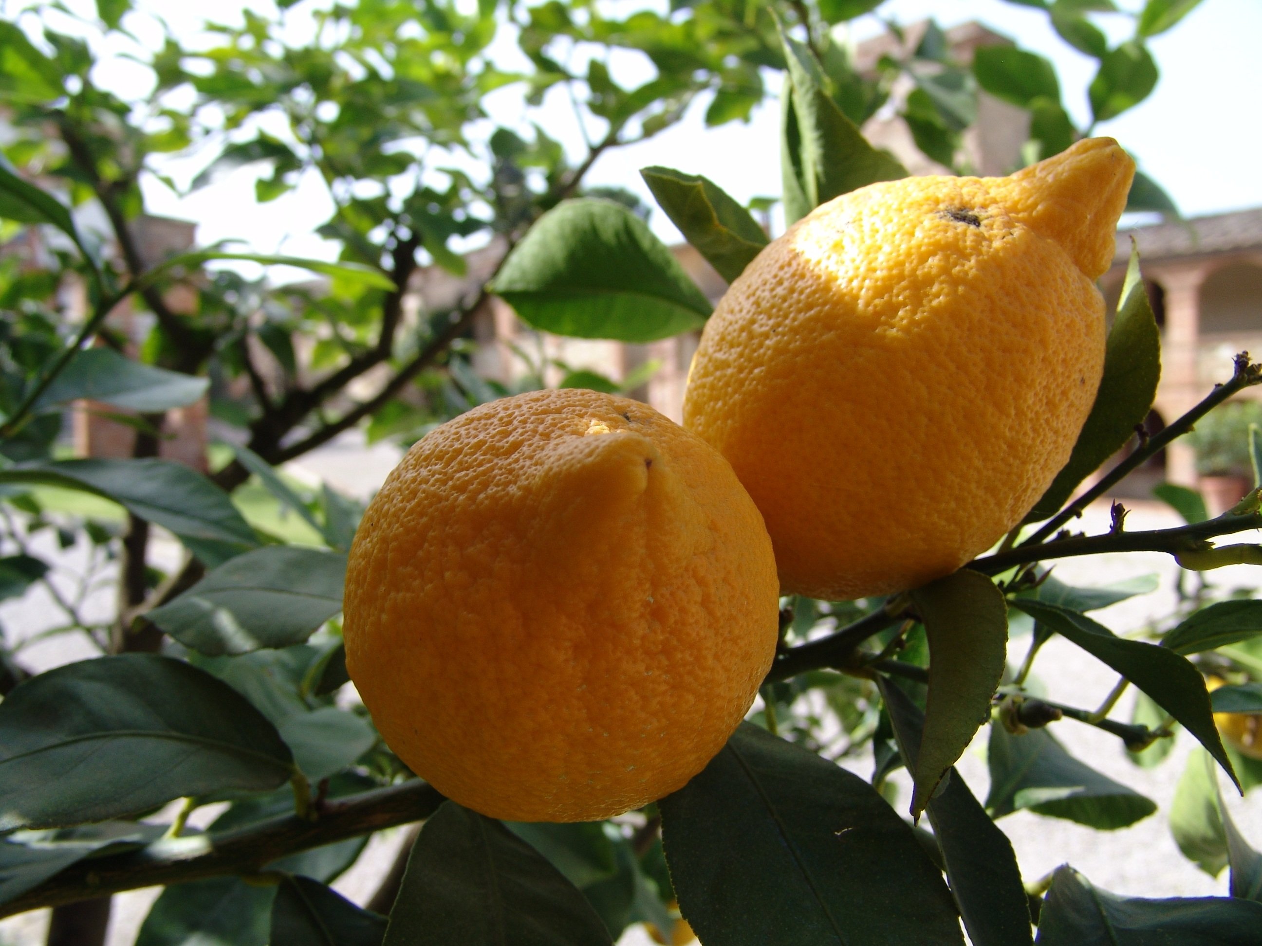 История мандарина. Lemon Citrus Limon Италия. Мандарин Танжерин зеленый. Лимон Lemon Bush. Померанца и цитрона.