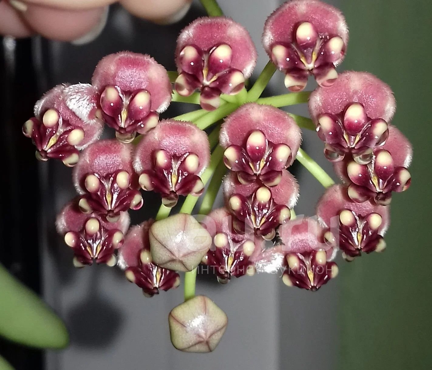 Хойя кентиана. Хойя wayetii. Хойя wayetii Tricolor. Хойя Hoya wayetii Tricolor. Хойя Кентиана Вариегата.