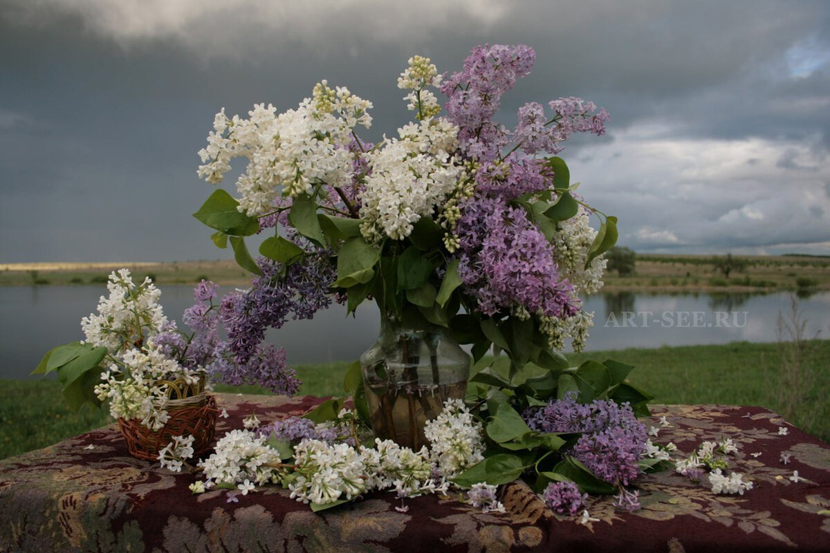 Майский сад сирень черёмуха