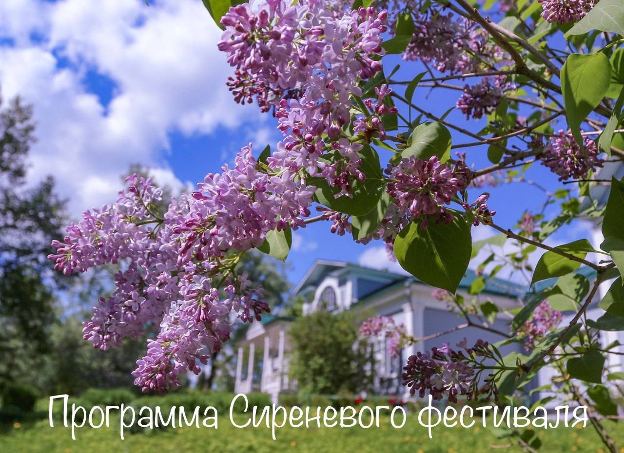 Сирень вечерний звон фото. Шахматово сирень. Фестиваль сирени в Шахматово. Сирень Адмирал Нахимов. Сирень Курчатова.