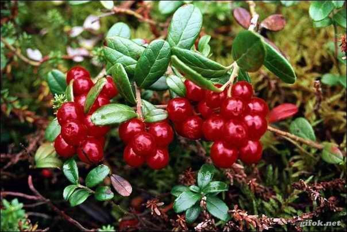 Сибирские ягоды