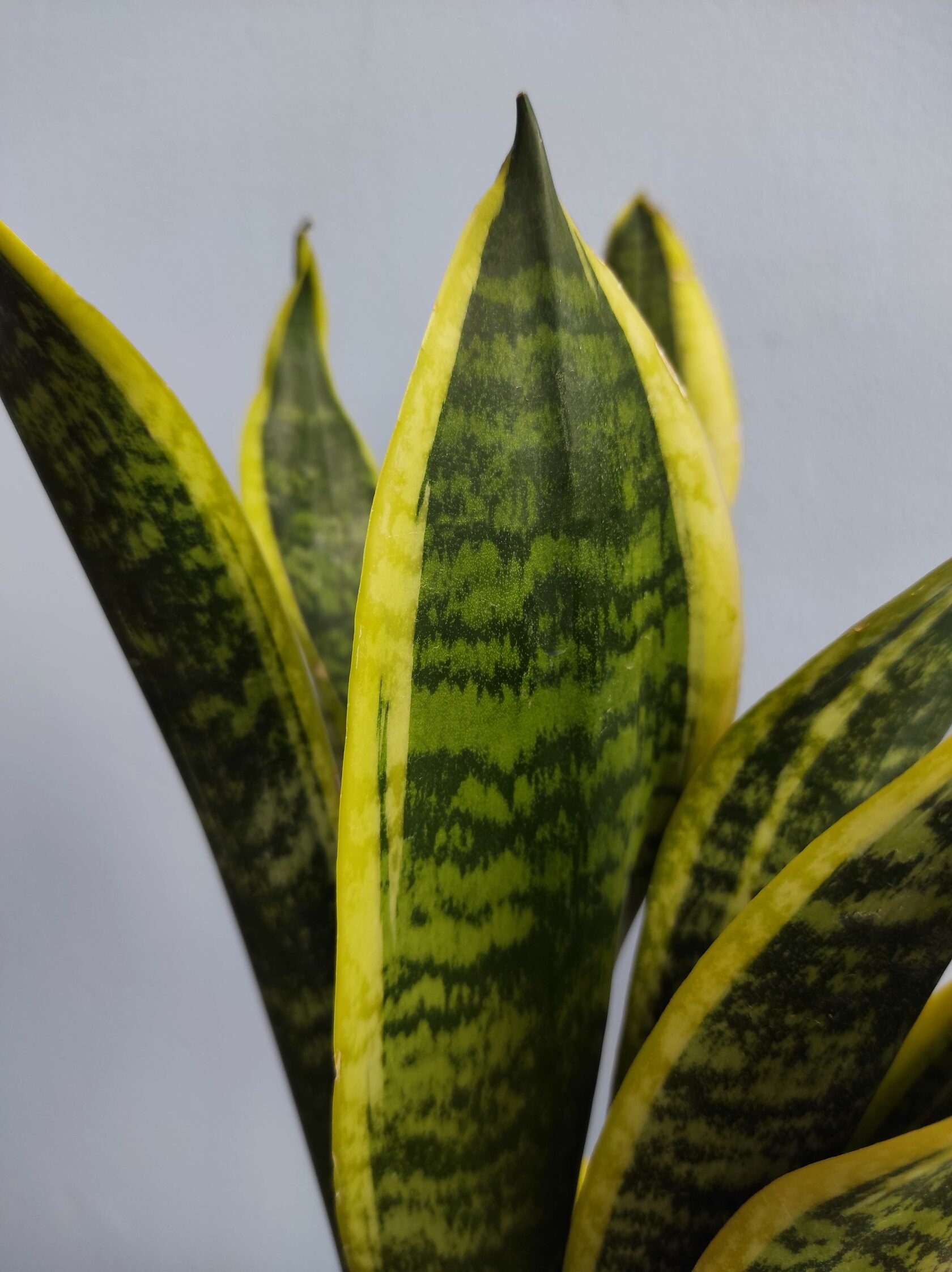 Sansevieria trifasciata