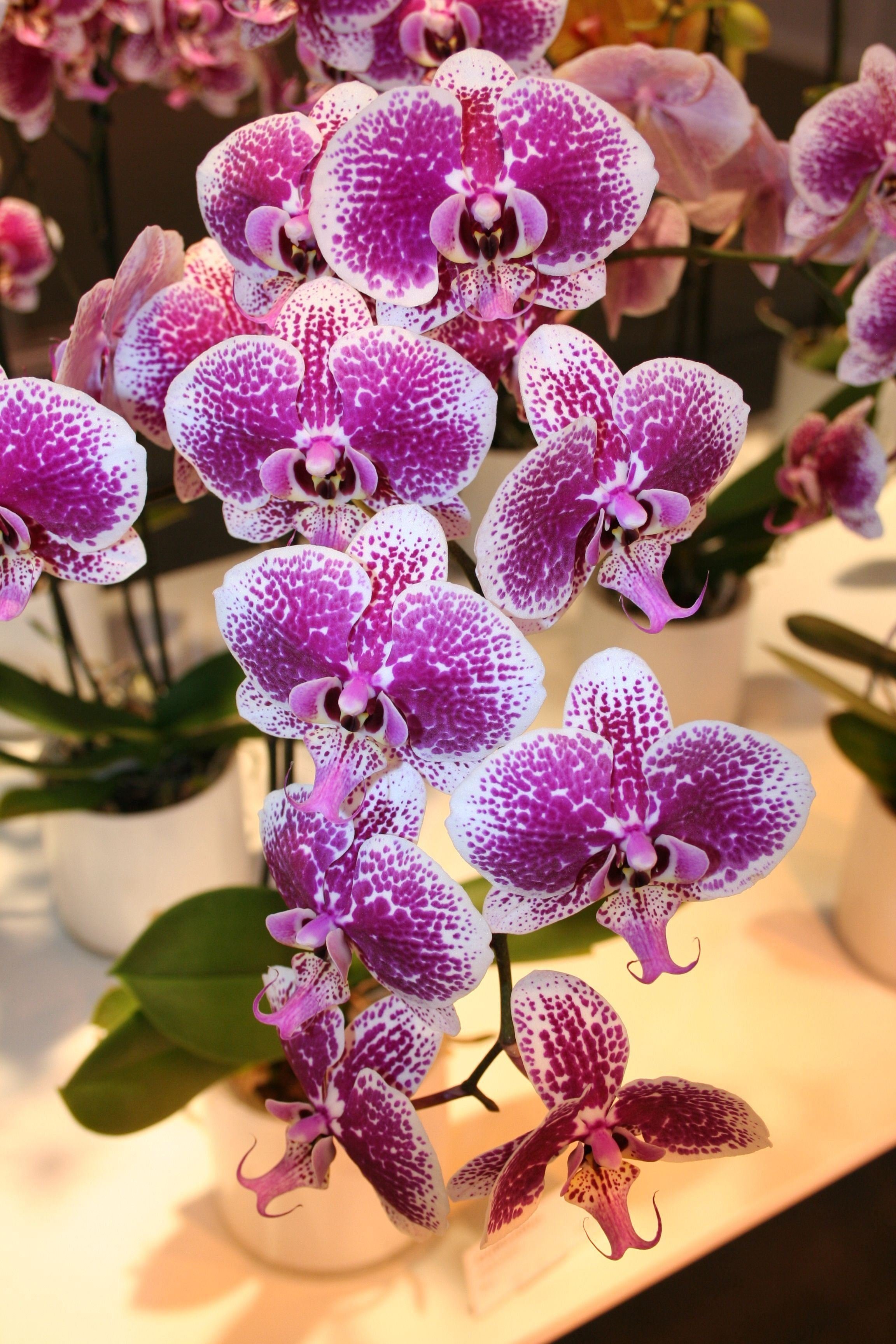 Стелленбош орхидея - 56 фото