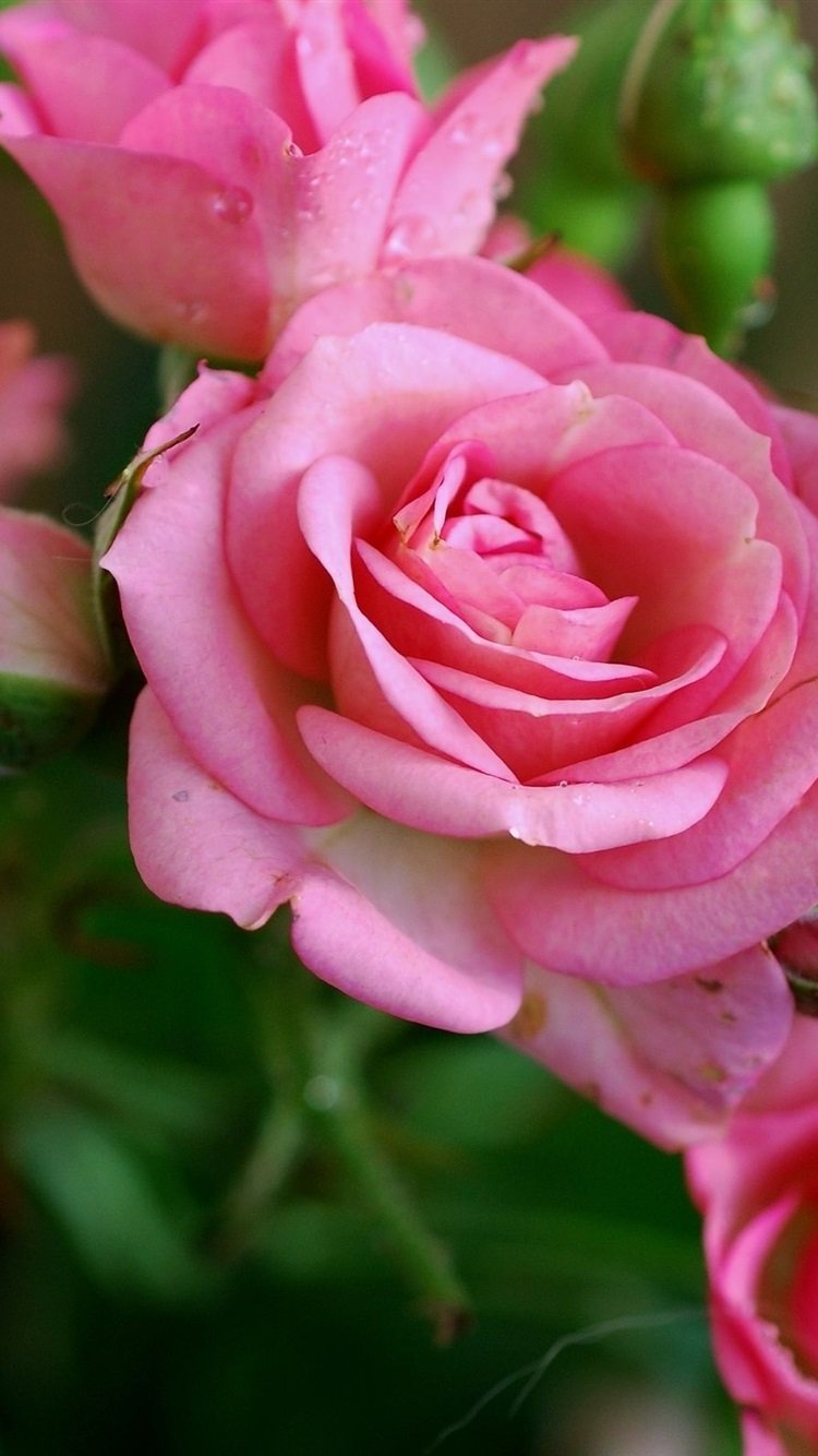 Бесплатные заставки розы на заставку телефона. Розовые цветы. Цветущие розы. Красивые розовые розы. Цветущие розы розовые.