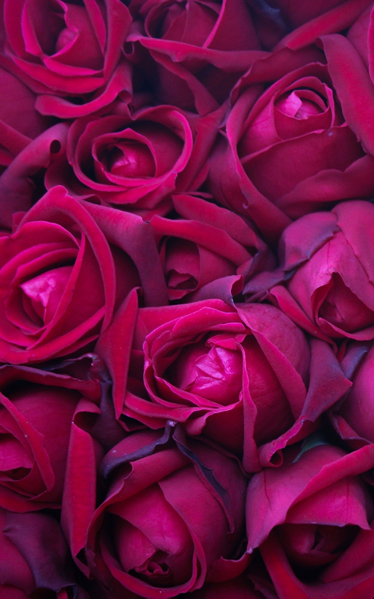 Картинки розе на заставку телефона. Шикарные бордовые розы. Розы бордово розовые. Ярко розовые цветы.
