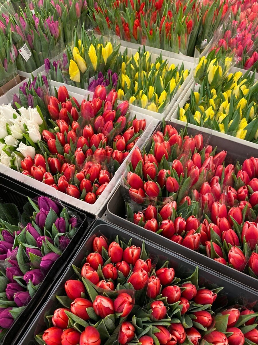 Как работает голландский рынок цветов – Статьи – Арриво