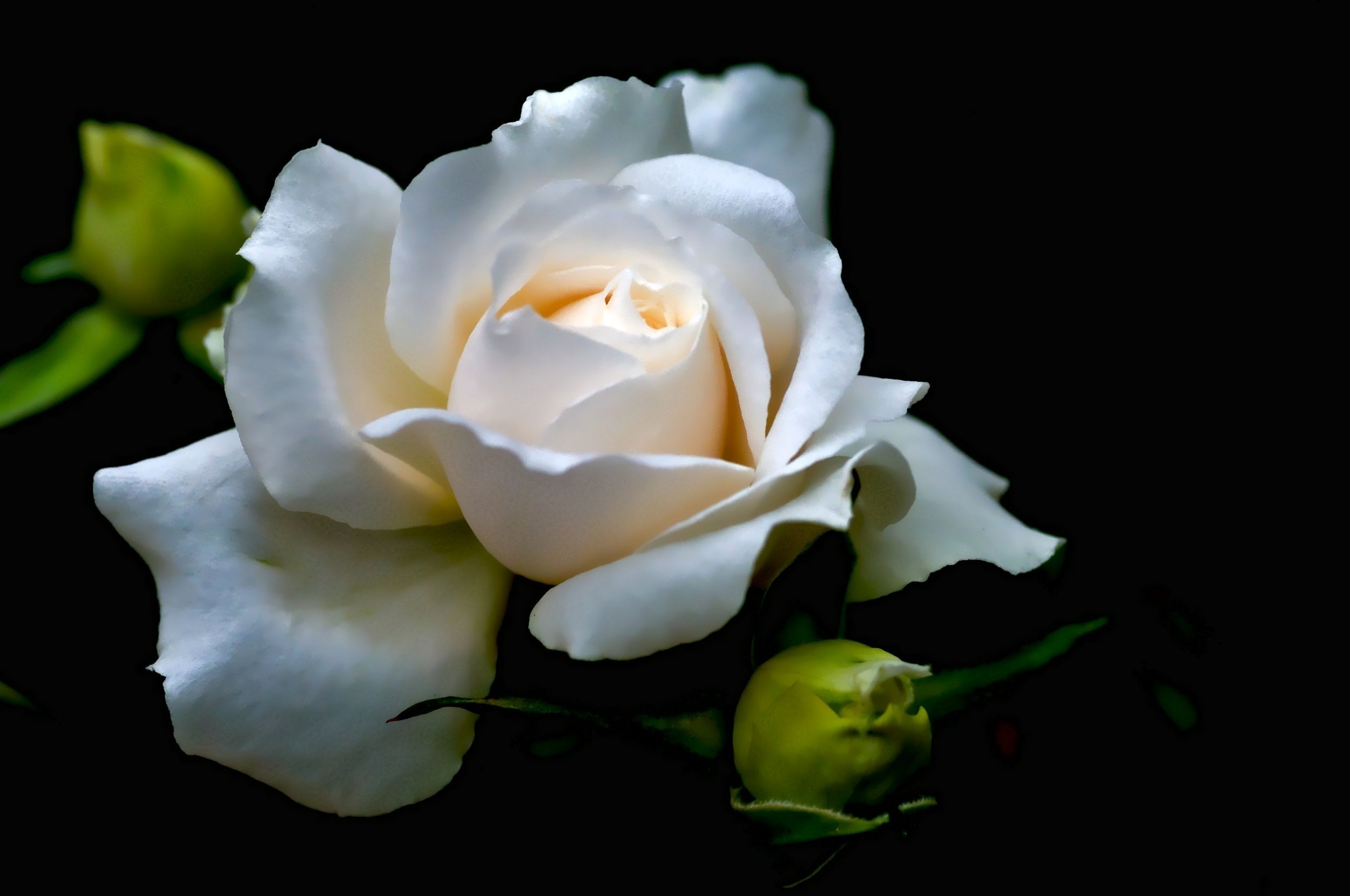 Изображения по запросу Белая роза черном фоне