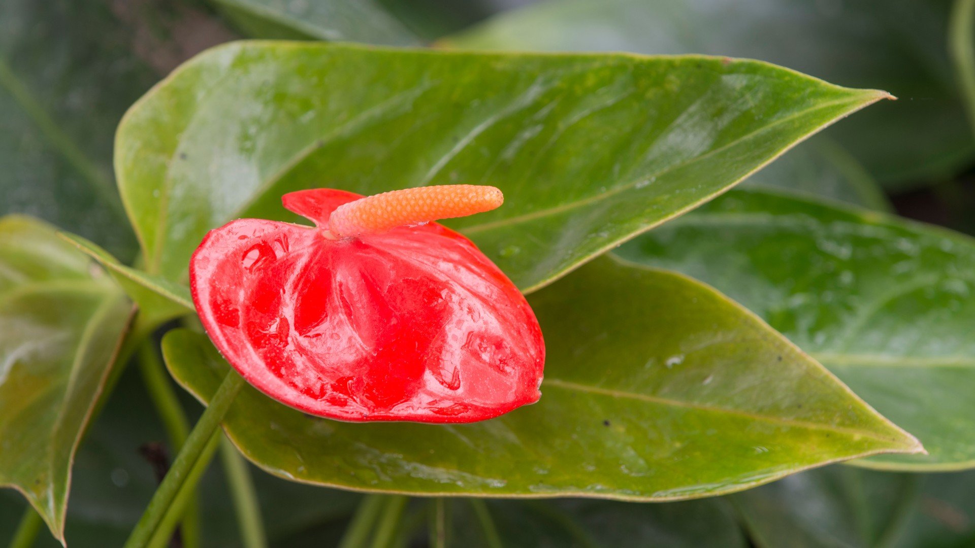 Антуриум из листа. Антуриум листья. Anthurium pedatoradiatum. Антуриум листовой. Болезни антуриума.