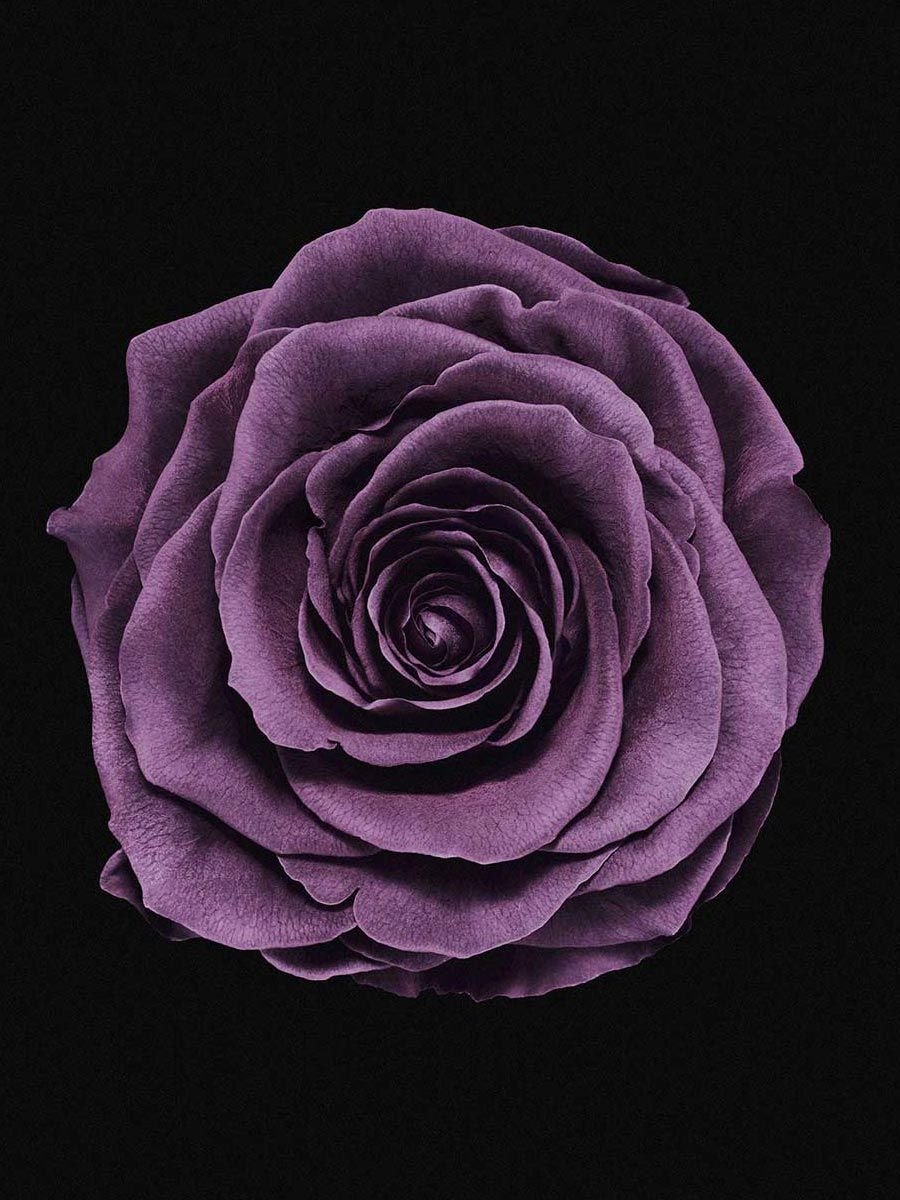 Фиолетовые розы - 71 фото