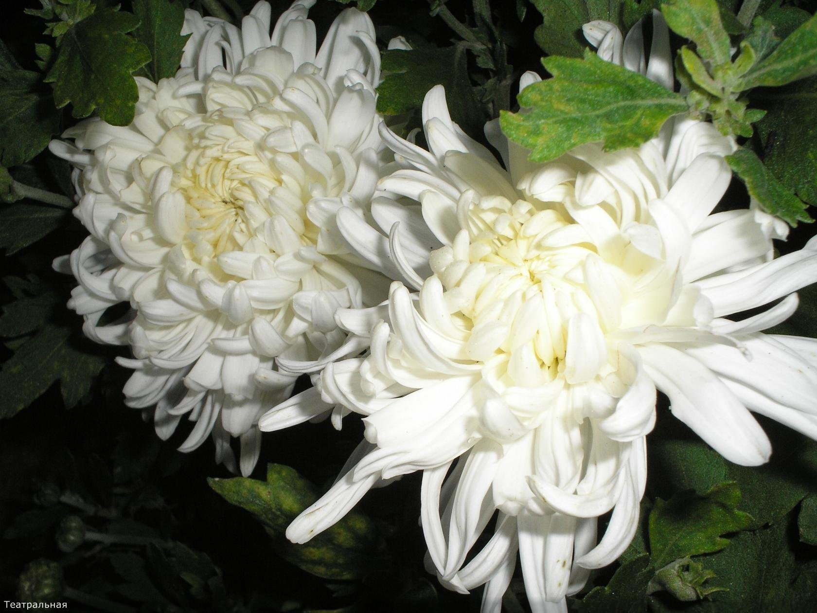 Хризантема ванила - 54 фото