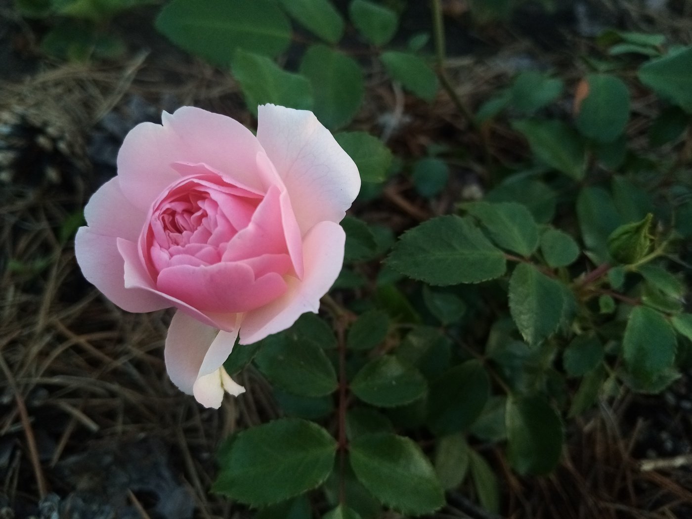 Скарлет боника роза - 58 фото