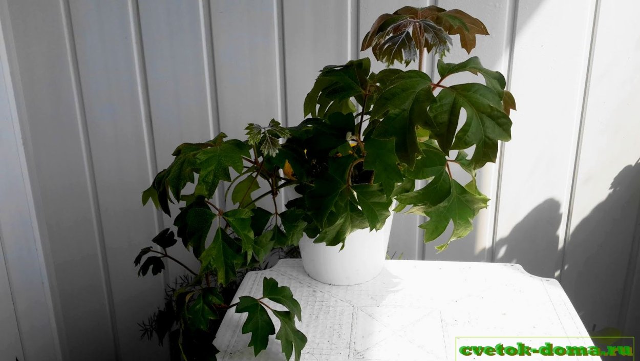 Циссус Березка комнатный виноград