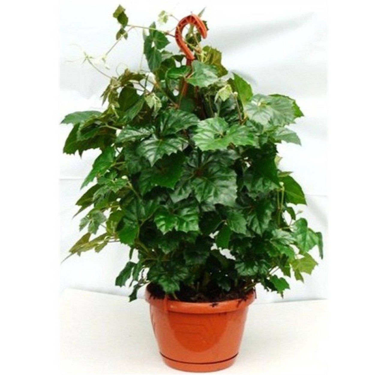 Циссус полосатый