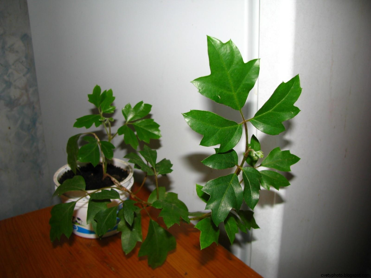 Циссус ромболистный Березка