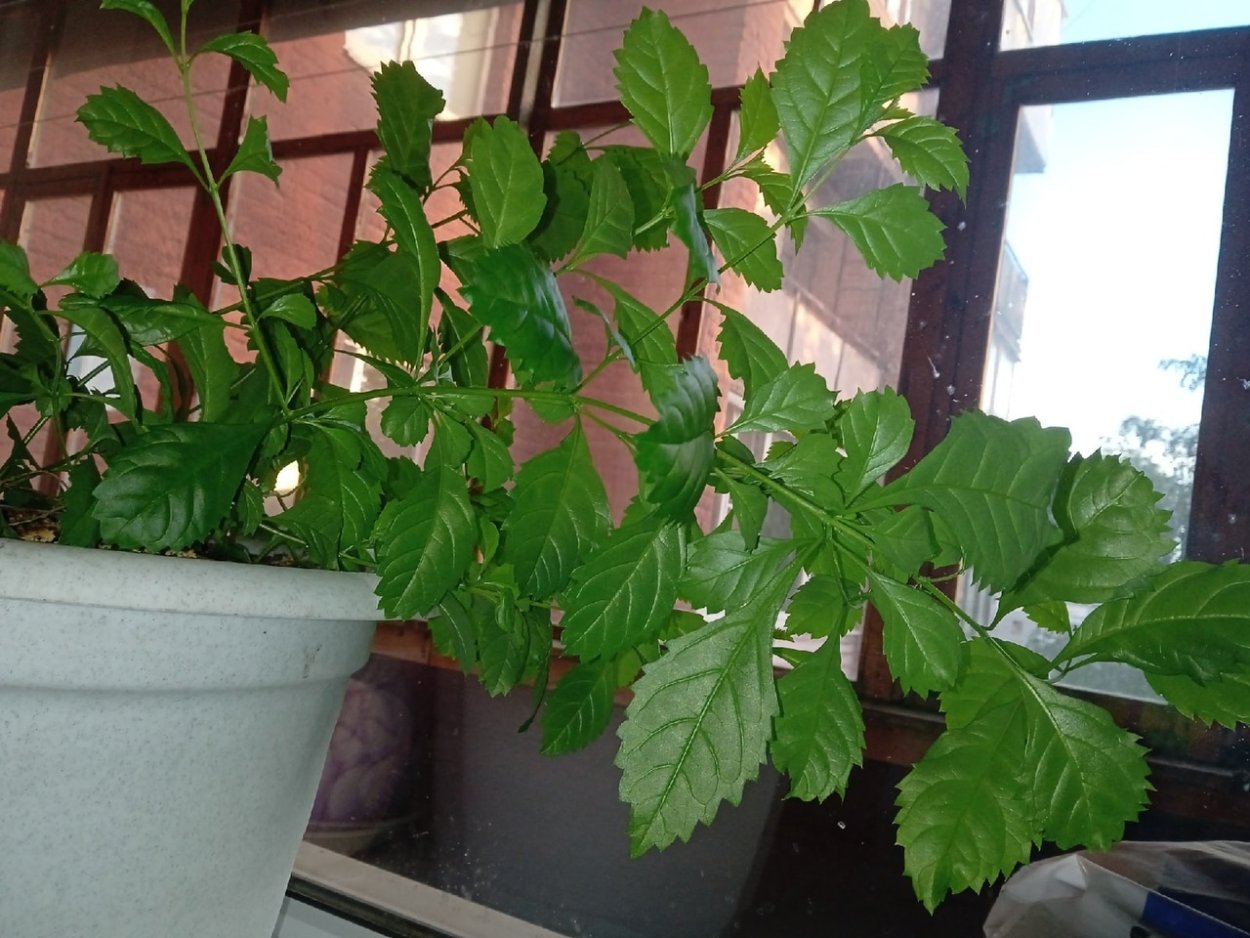 107.Дуранта Плюмье