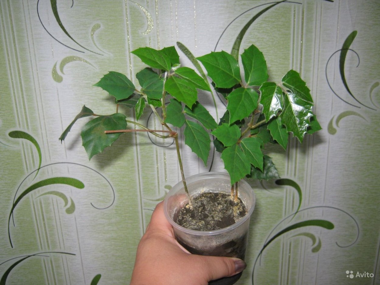 Роициссус циссус ромбический Березка черенок