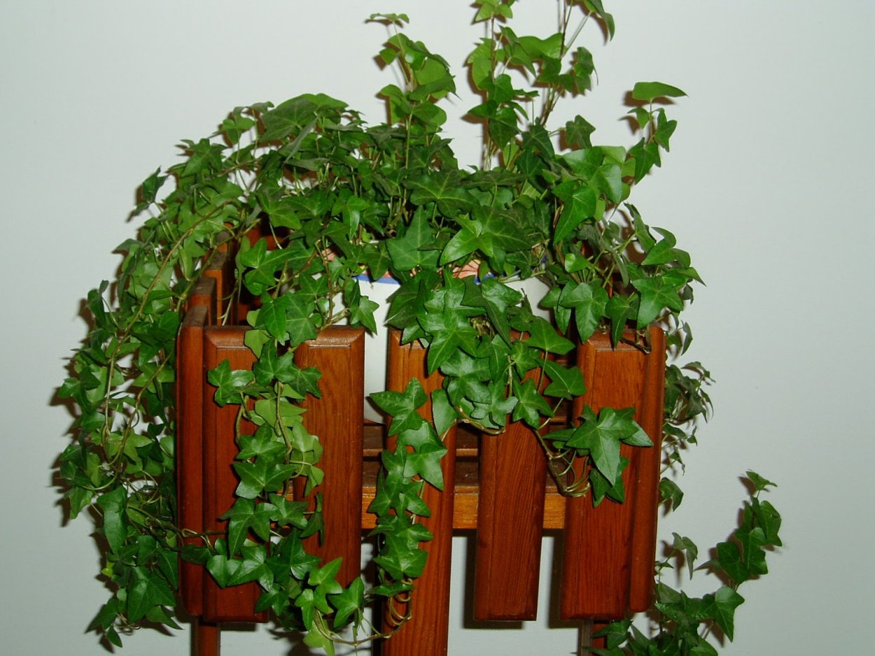 Комнатное растение плющ Хедера