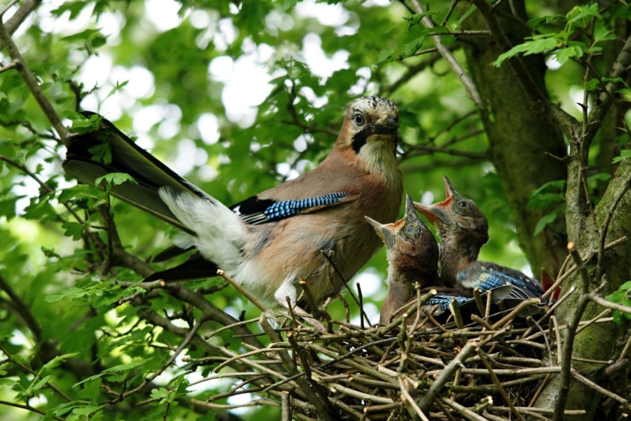 Гнездо сойки