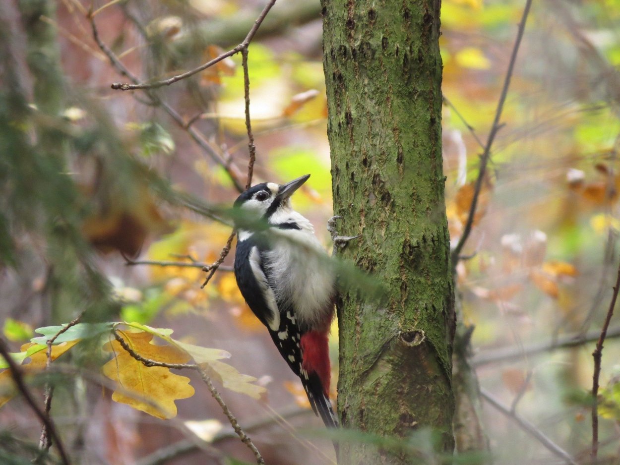Птицы осенью