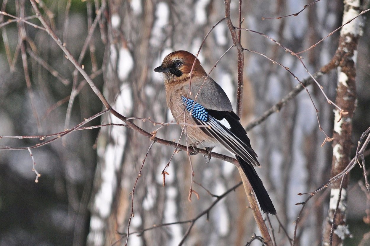 Сойка в Карелии