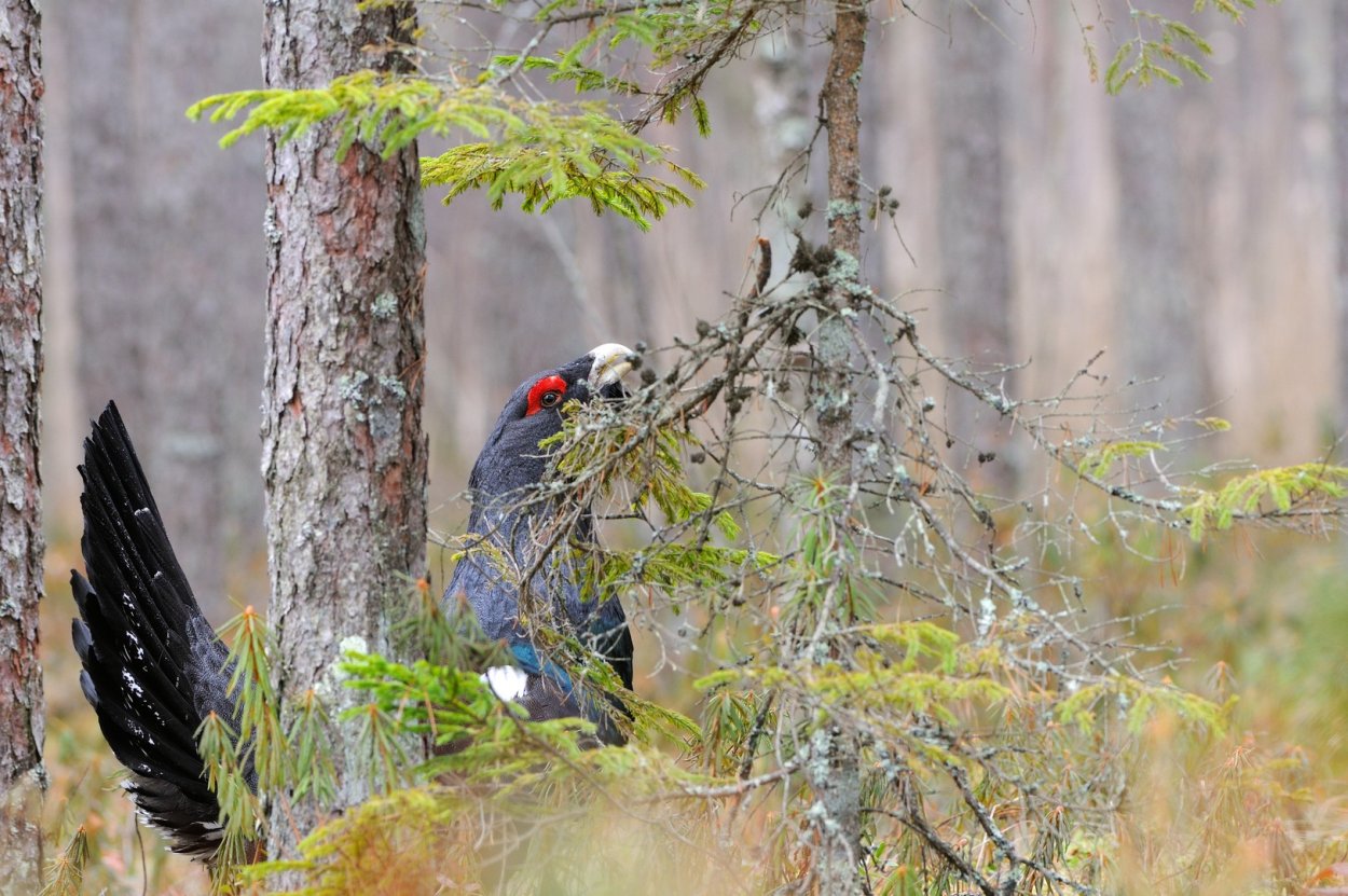 Тетерев Карелия