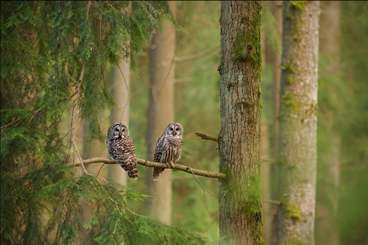 Сова в лесу