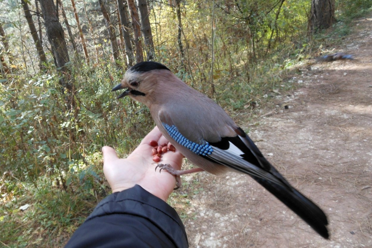 Сойка в Кисловодском парке