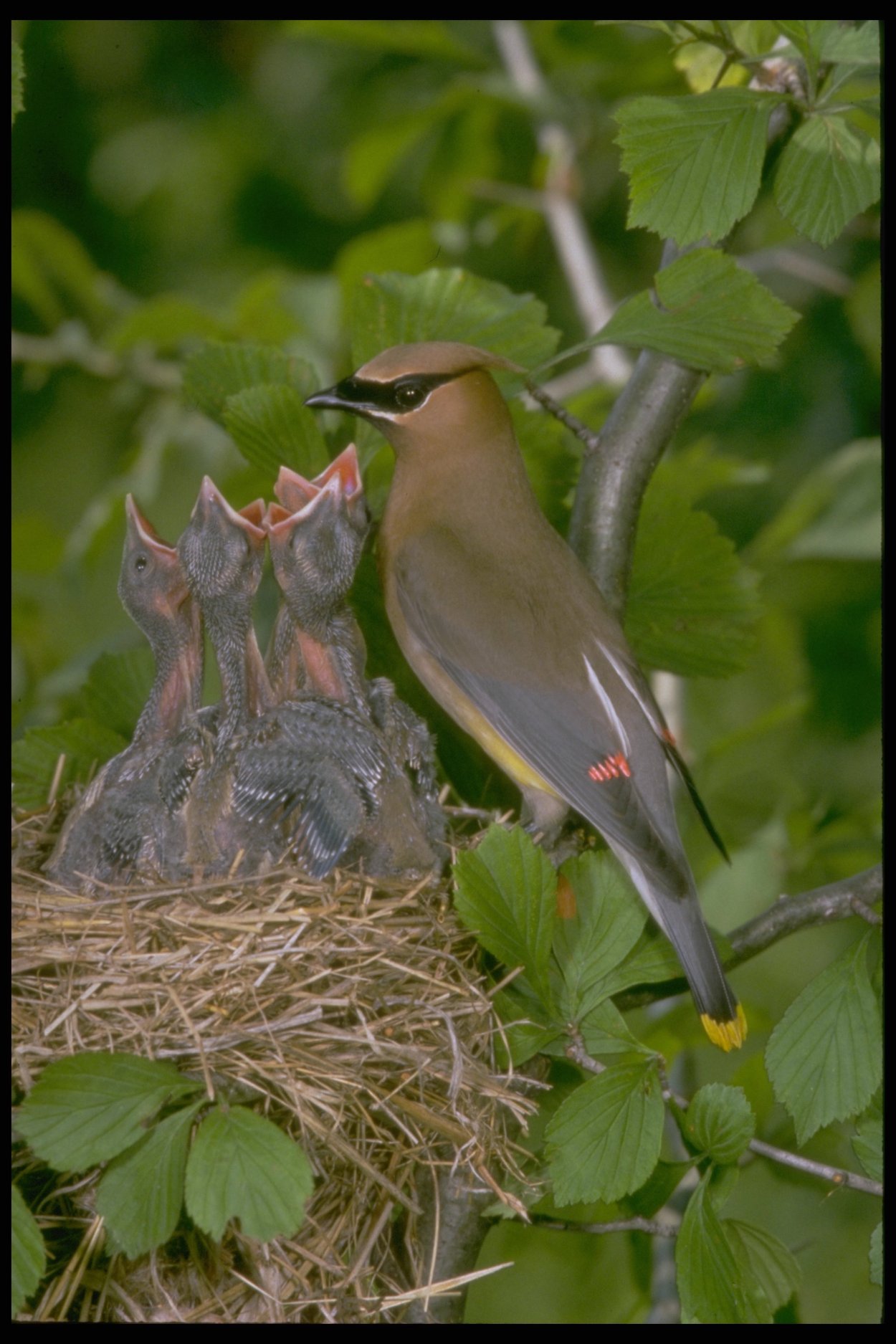 Свиристель птенец