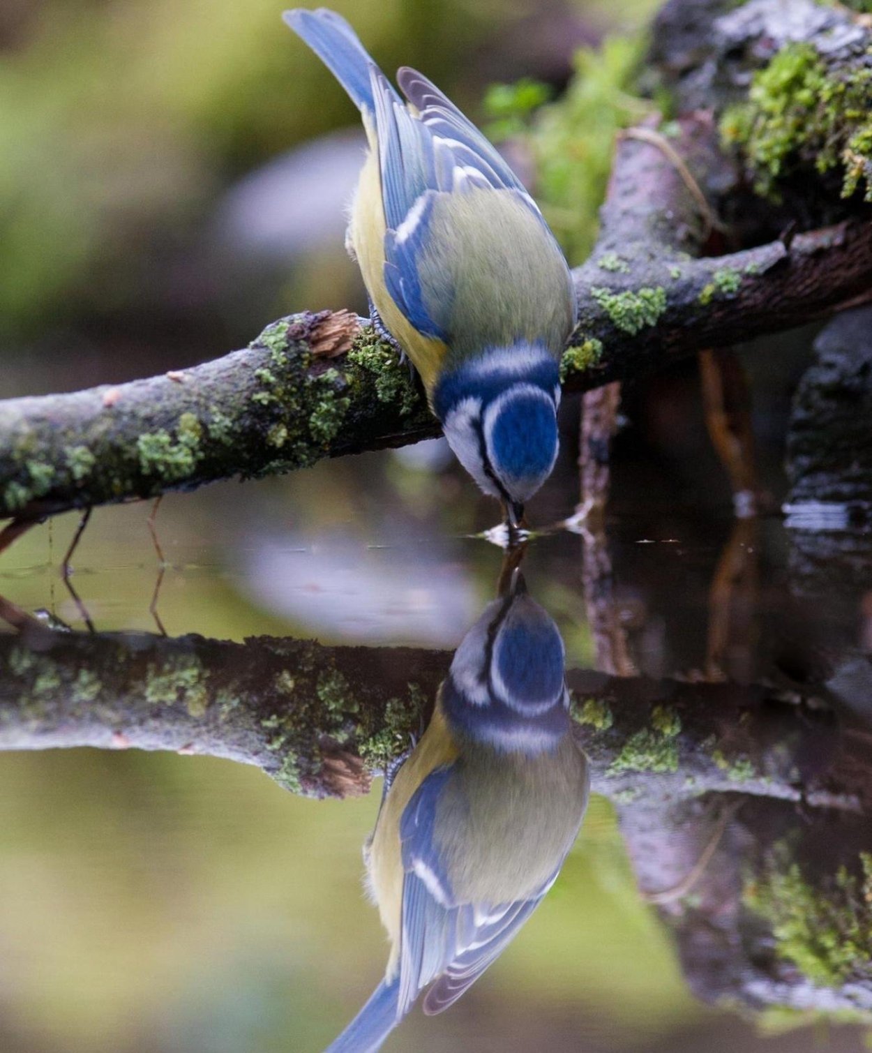 Мир природы. Птицы