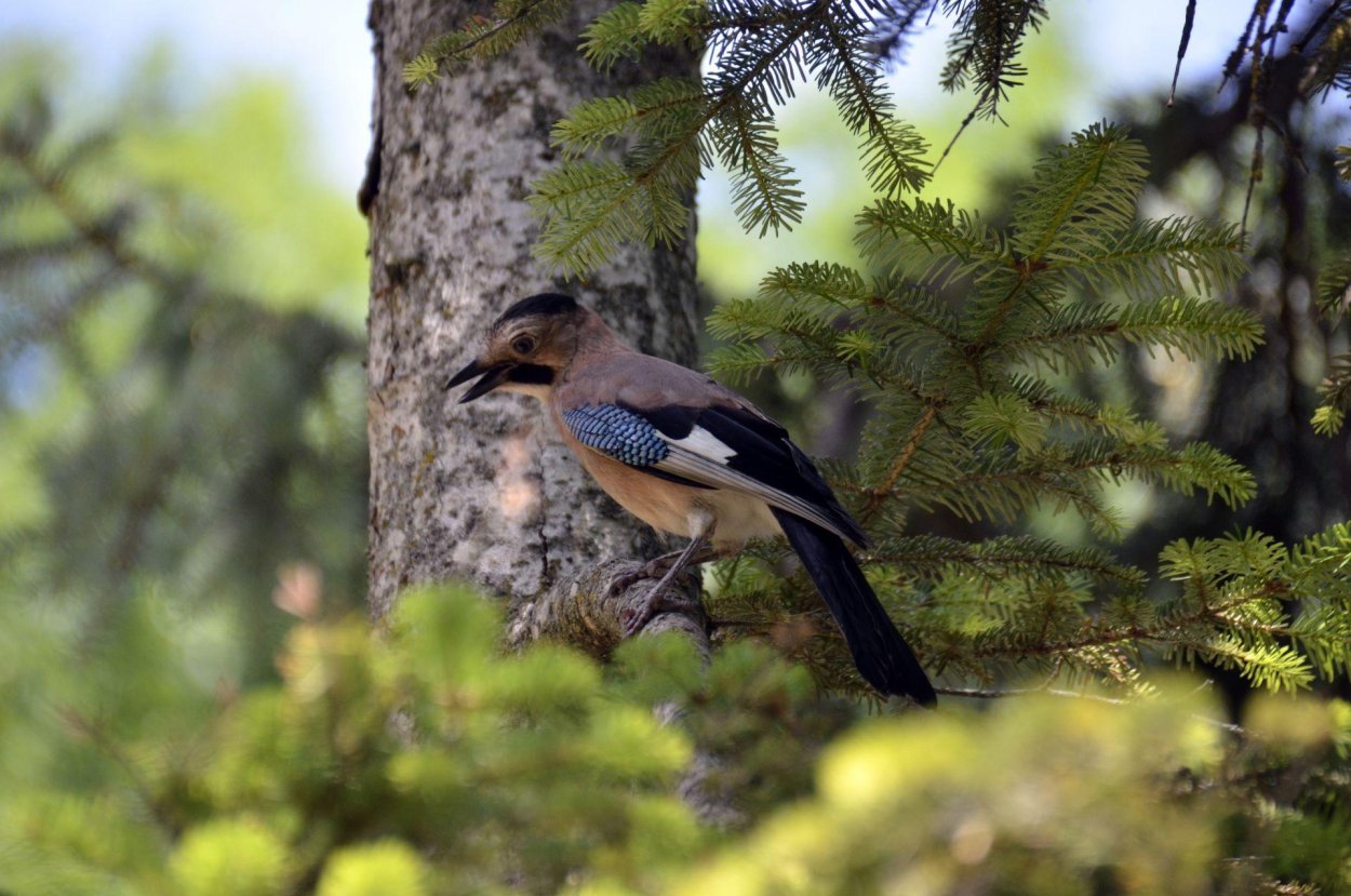 Сосновая Сойка