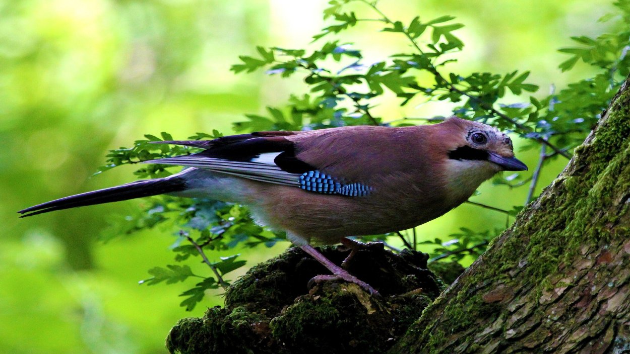 Лесная сорока Сойка