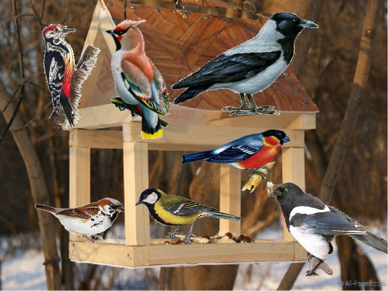 Зимующие птицы на кормушке