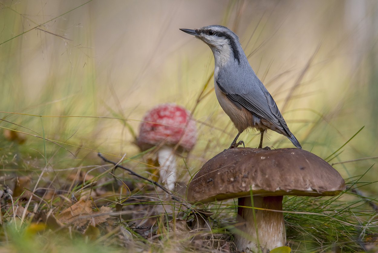 Лесная Поляна с птицами