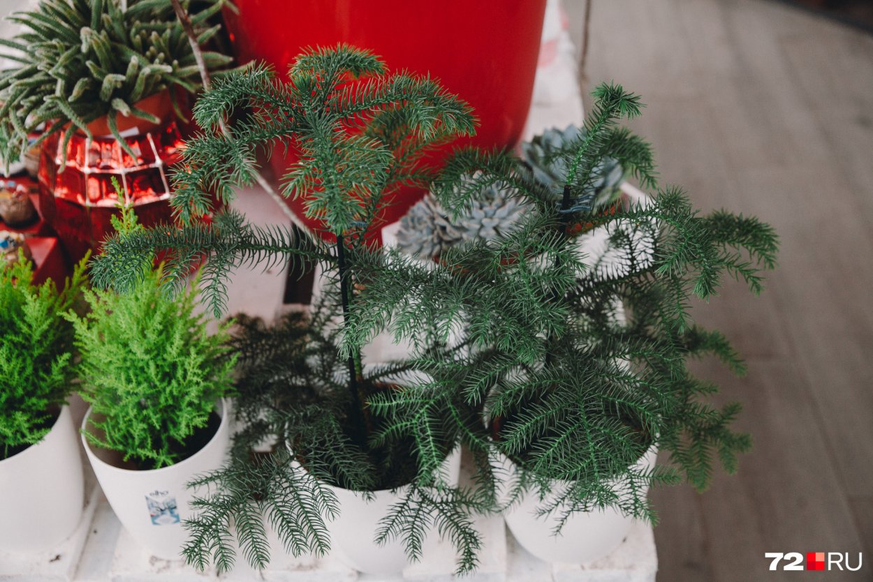 Новогодний букет из араукария