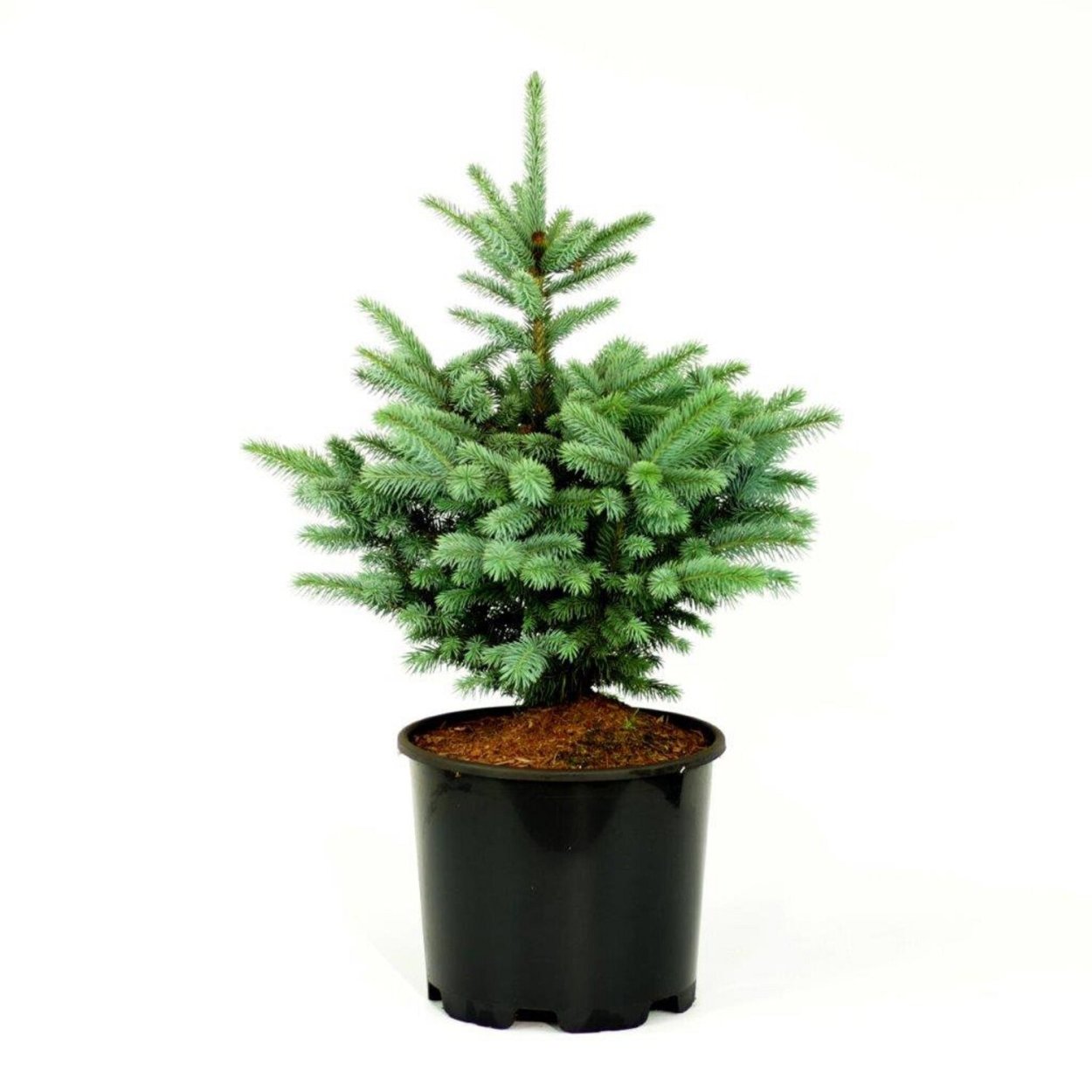 Ель колючая Глаука