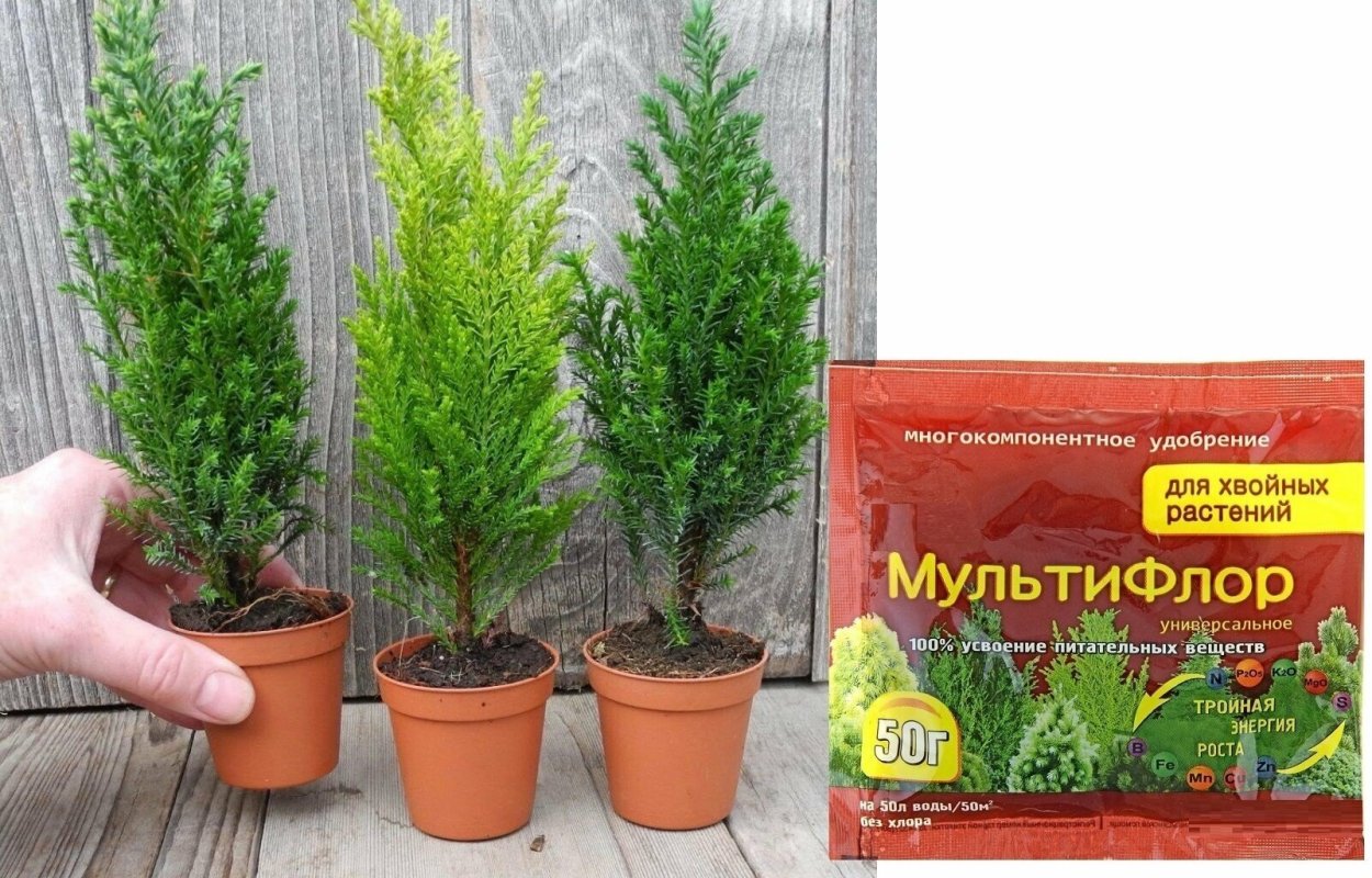 Кипарис Купрессус