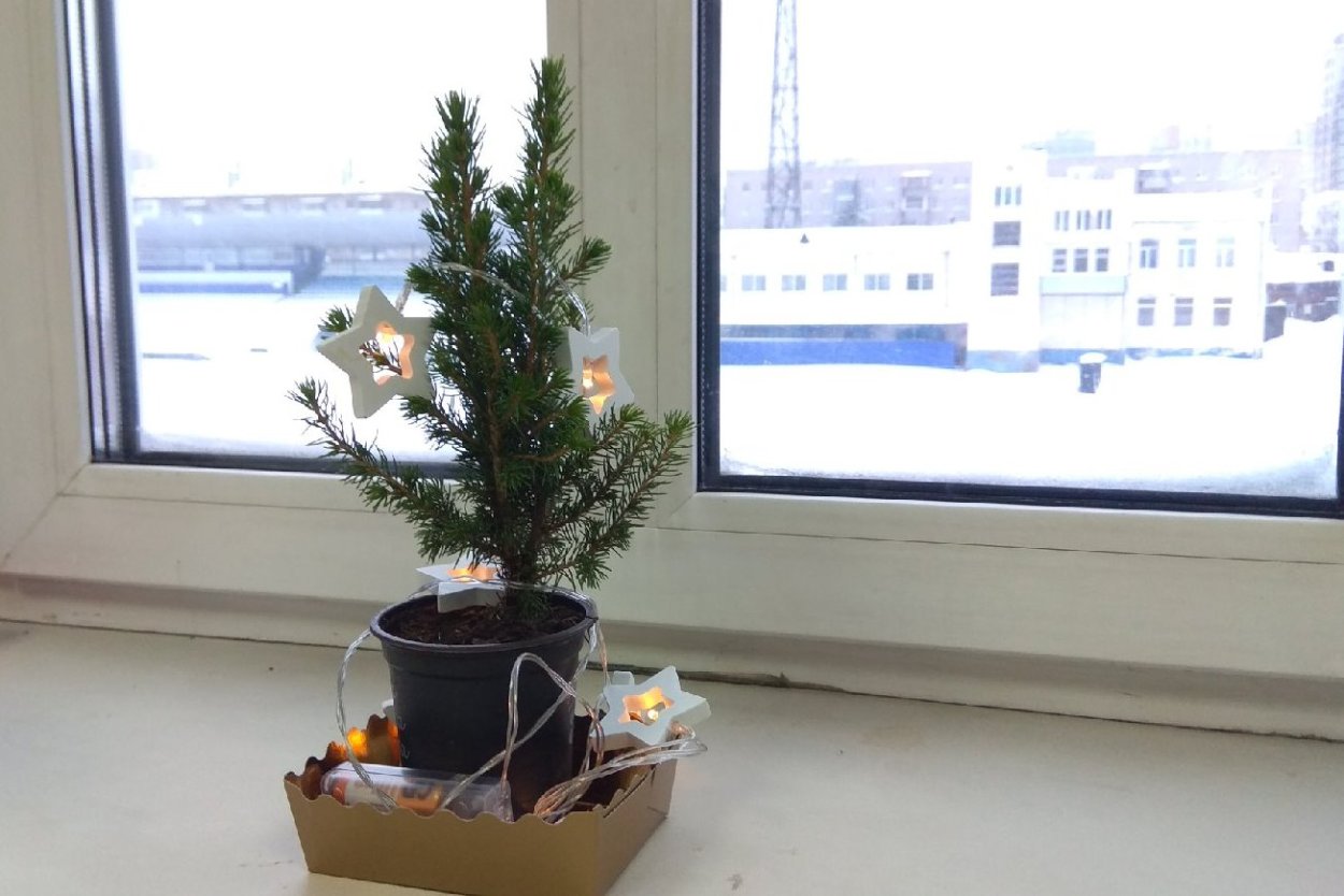 Ель Коника на подоконнике