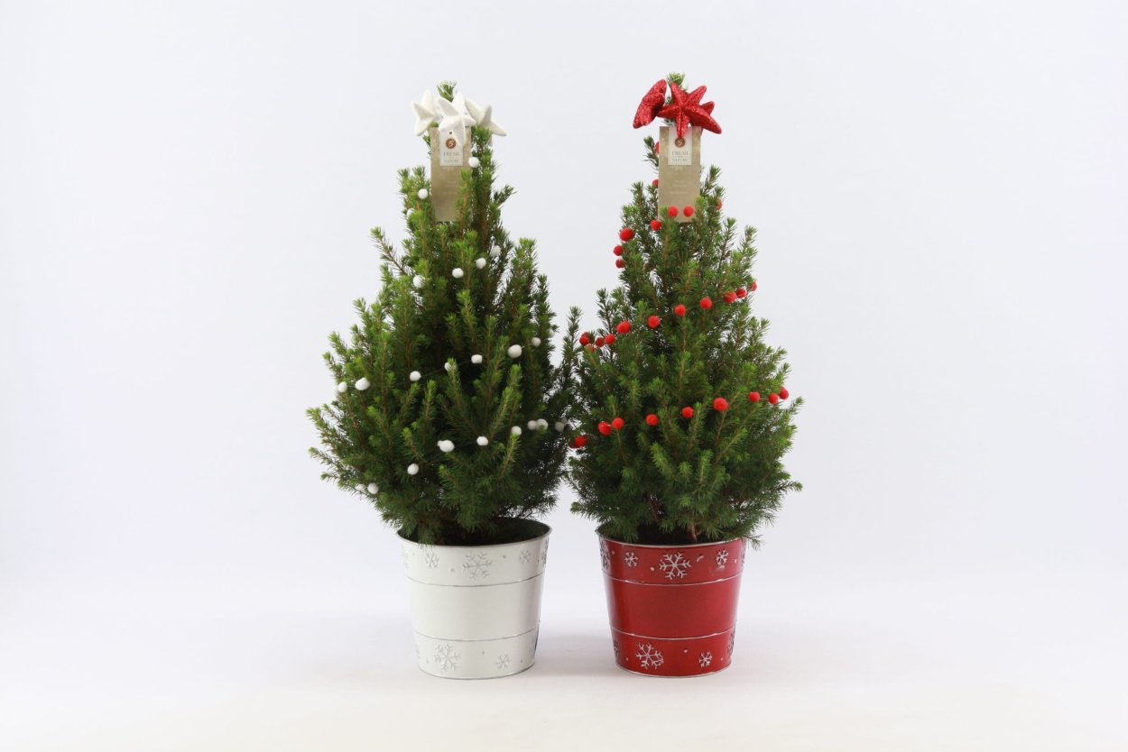 Ель канадская Дейзи Вайт