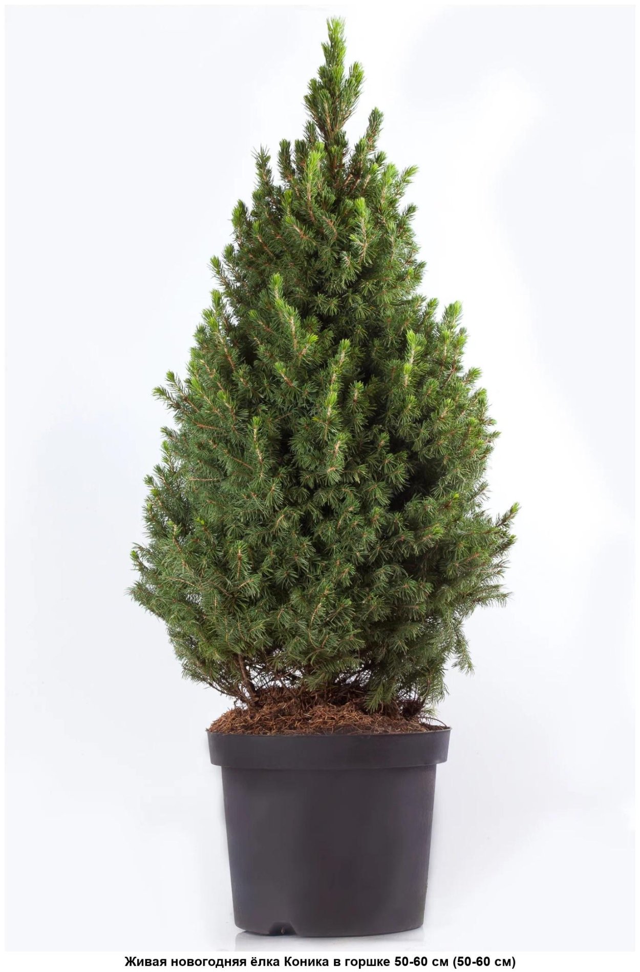 Ёлка Коника Датская