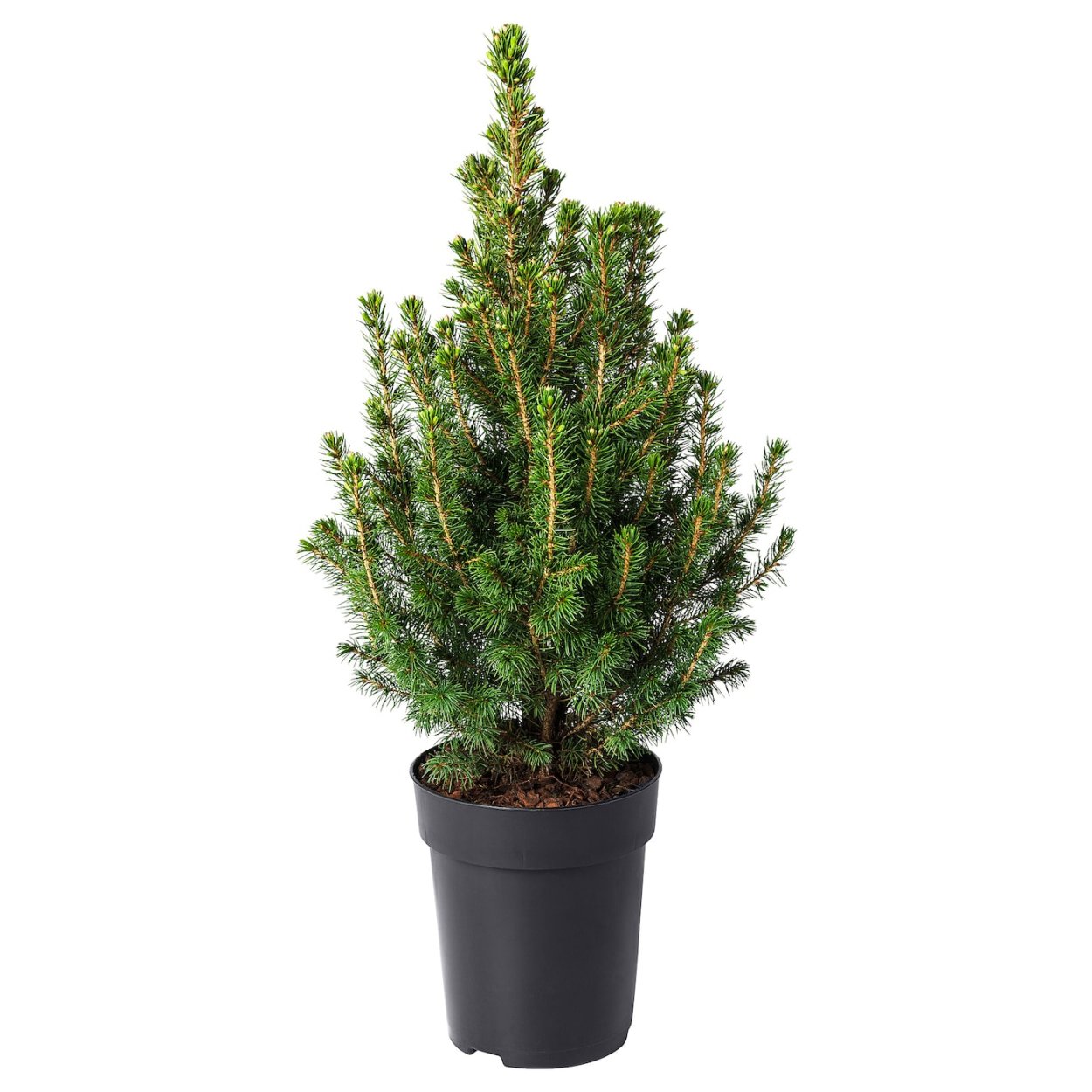 Ель Пицея Глаука Коника