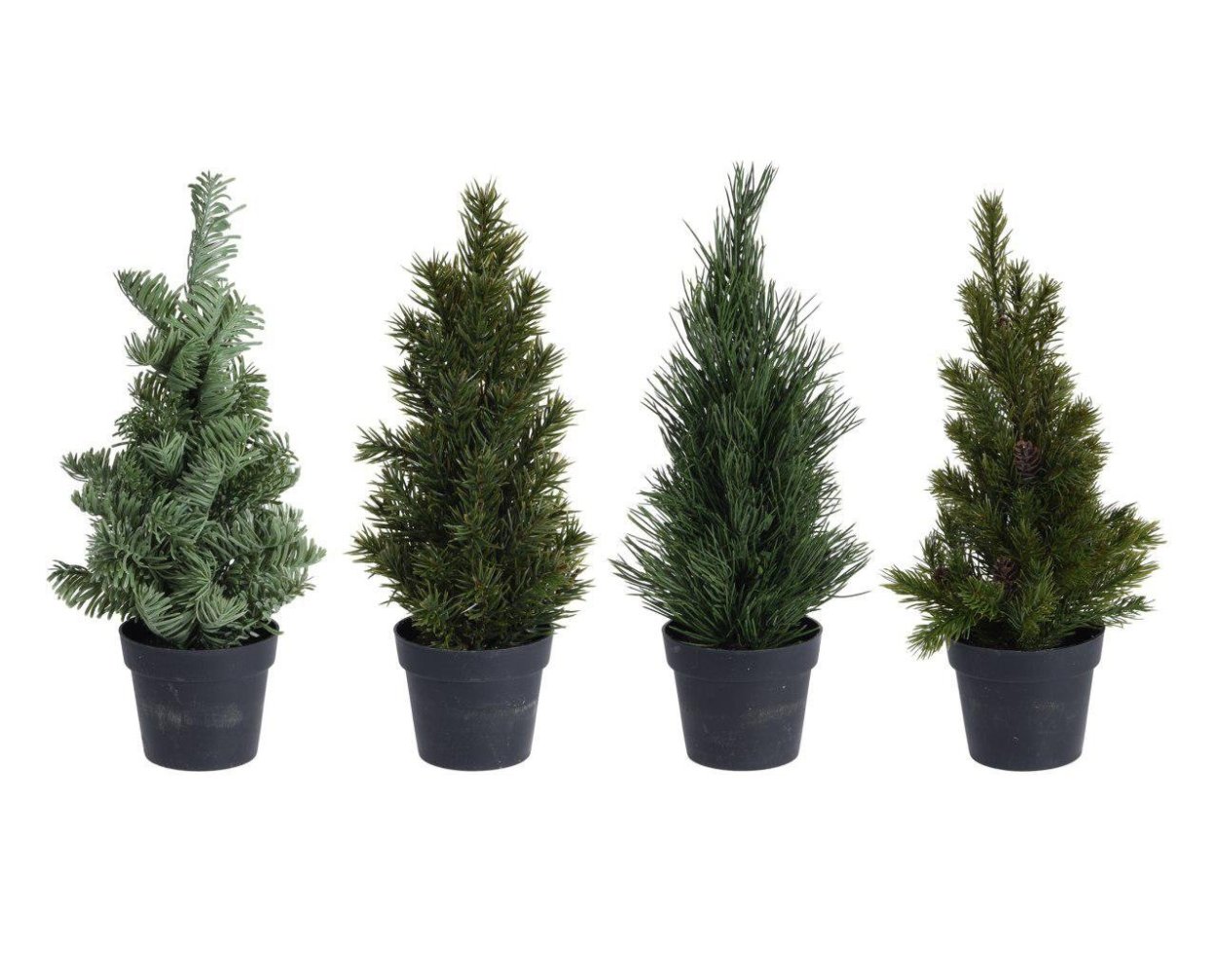 Сосна Кедровая Сибирская Сибирский кедр сеянец