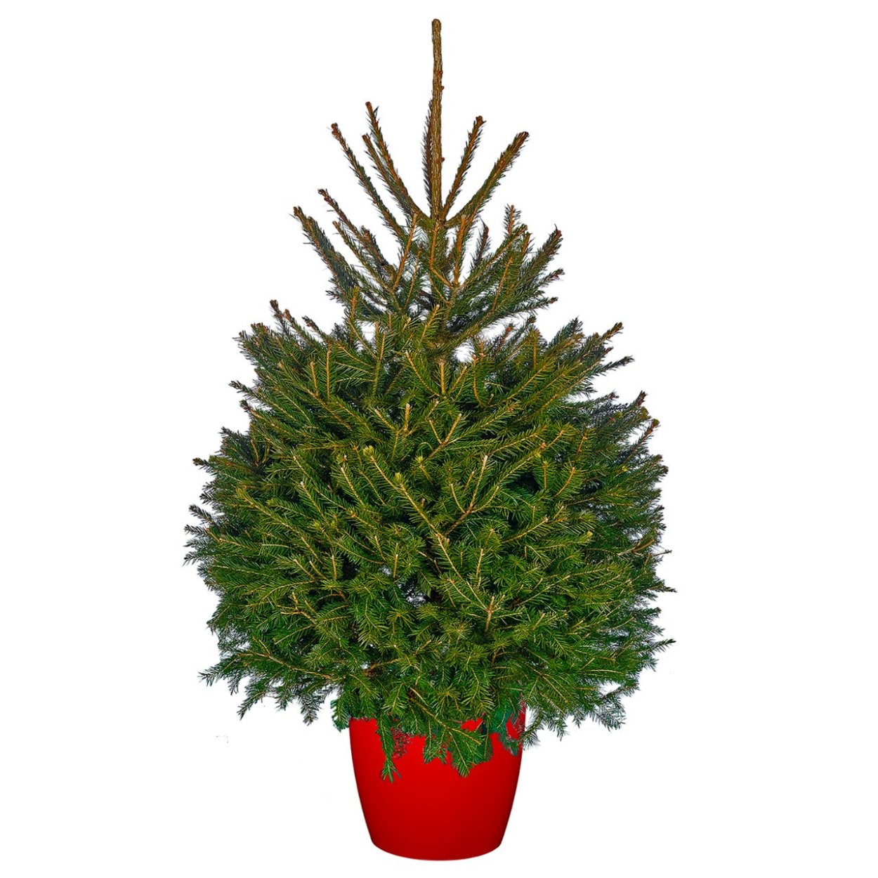 Ель обыкновенная Максвелли