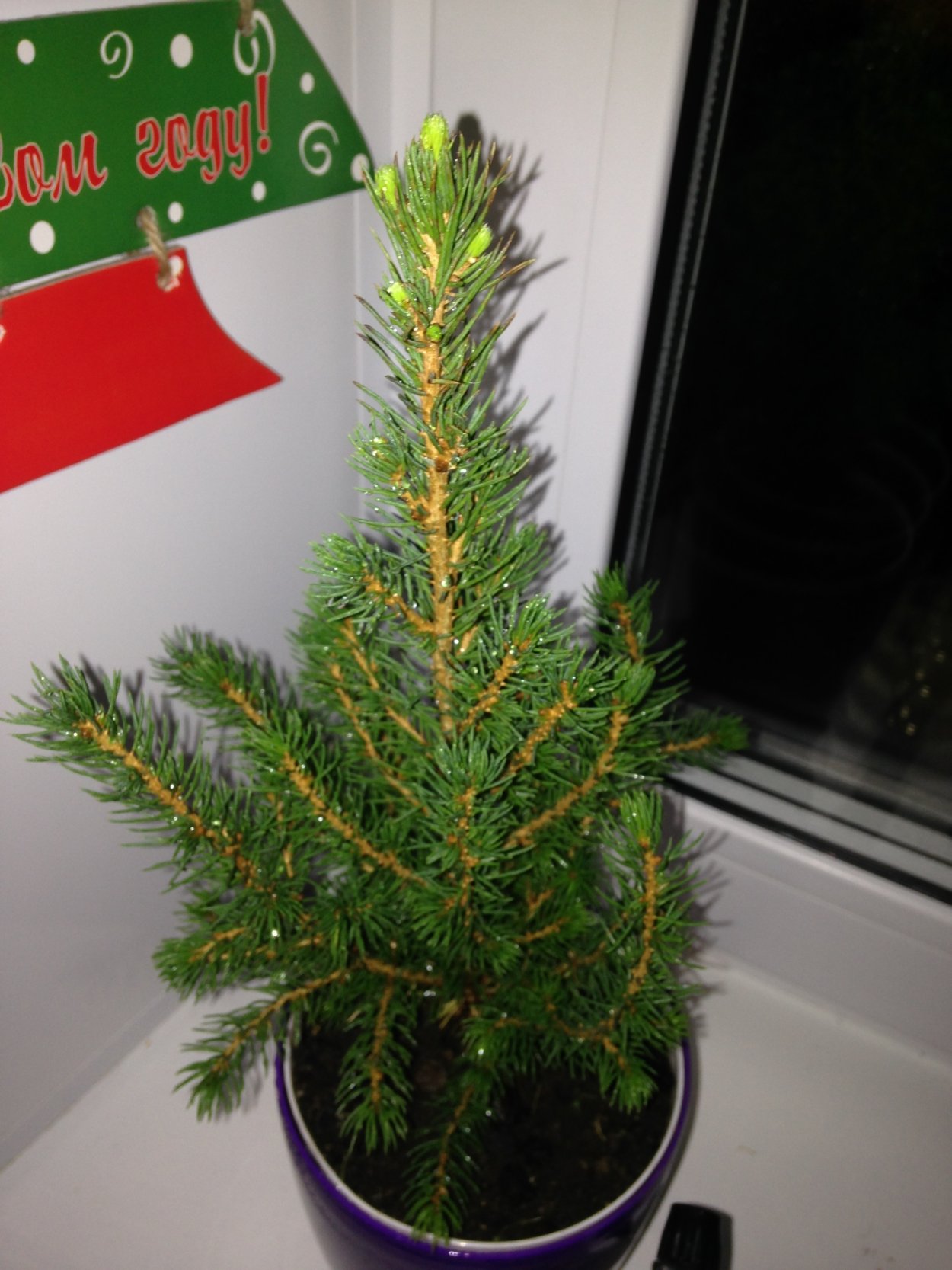 Комнатная елка в горшке