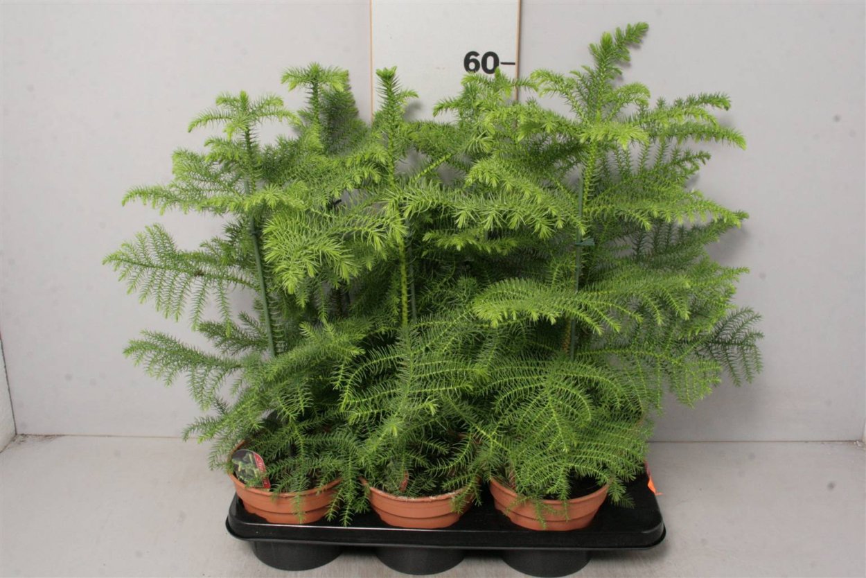 Араукария Хетерофилла комнатная