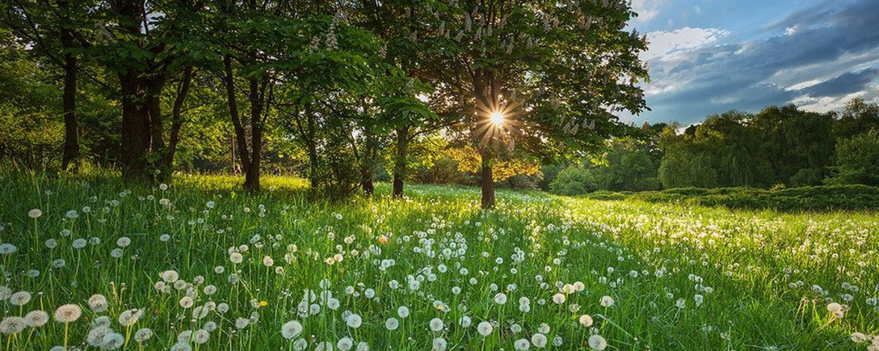 Зеленая Полянка
