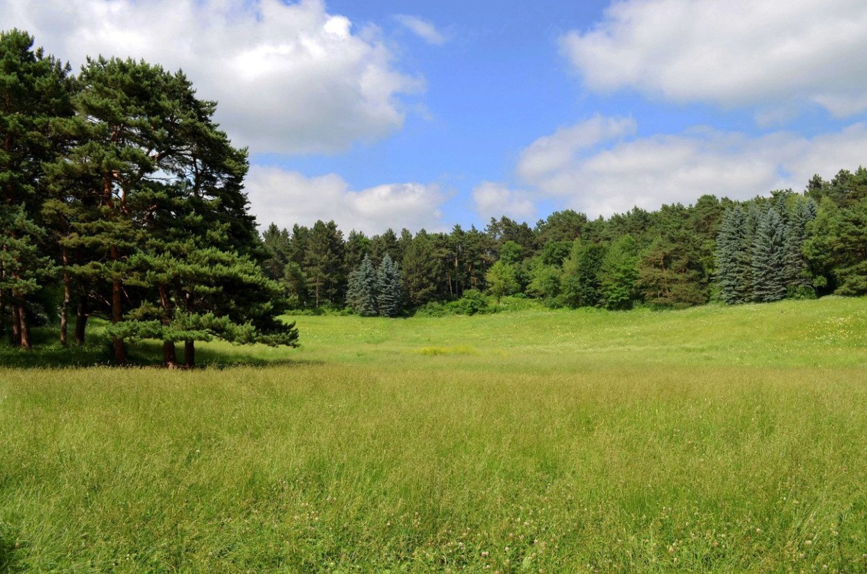 На Лесной опушке