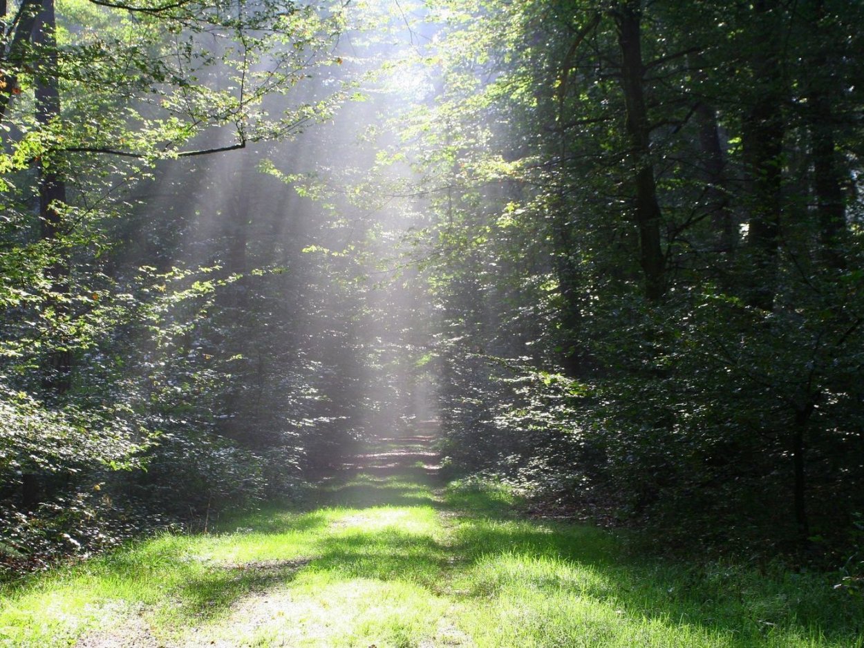 Лес Чепыж в Ясной Поляне